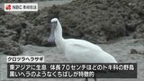 絶滅危惧種の渡り鳥クロツラヘラサギ2羽 五島の海岸で確認 | 長崎のニュース | 天気 | NBC長崎放送