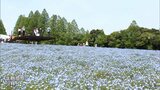 生駒高原　ネモフィラとポピーが見ごろ|TBS NEWS DIG