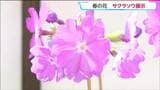 江戸時代から親しまれる“春の花”「サクラソウ展」 100品種以上が並ぶ　仙台・太白区　|　宮城のニュース│tbc NEWS│tbc東北放送