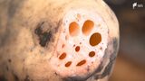 “ほくほく、もちもち”の食感 家康も好んだといわれる「あさはた蓮根」出荷始まる=静岡市 | 静岡のニュース | SBSNEWS | 静岡放送
