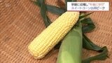 糖度が最も高くなる早朝に収穫したスイートコーンの「午後せり」が始まる　宮崎市中央卸売市場　|　MRTニュース ｜ ＭＲＴ宮崎放送