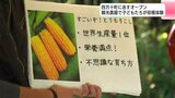 「すごくおいしいし、みずみずしい!」トウモロコシの観光農園で子どもたちが収穫体験 高知県四万十町に28日オープン | 高知のニュース・天気|KUTV NEWS | KUTVテレビ高知