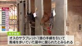 「馬は興奮する場合もあるのでなだめ方も指導していた」県立高校の女子生徒が馬場で倒れ搬送 馬に蹴られたか|TBS NEWS DIG