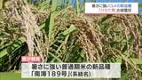 暑さに強い 宮崎県が開発を進めてきたコメの新品種 名称は「ひなた舞」に|TBS NEWS DIG