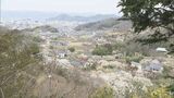 「全部花、本当に最高」福島の桃源郷・花見山に春の訪れ まもなく桜も…|TBS NEWS DIG
