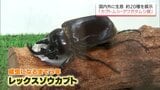 国内外の約20種を展示「カブトムシ・クワガタムシ展」 宮崎市の大淀川学習館で24日まで | MRTニュース | MRT宮崎放送