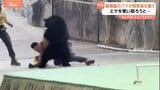 「人懐っこいクマ」のはずが…なぜ？中国の動物園のクマが飼育員に襲いかかる|TBS NEWS DIG
