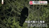 【人間vsカラス】「気持ち悪い」「衛生面で心配」市街地を寝ぐらにするたくさんのカラス 新装置で追い払えるか? | 熊本のニュース|RKK NEWS|RKK熊本放送