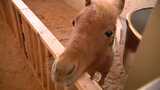 馬とのふれあい通して健康回復「ホースセラピー」とは 心療病院の隣に牧場 | 福岡のニュース|RKB NEWS|RKB毎日放送