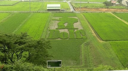 矢沢ファンのみんなが力をあわせて」今年も “永ちゃん田んぼ” の田植え