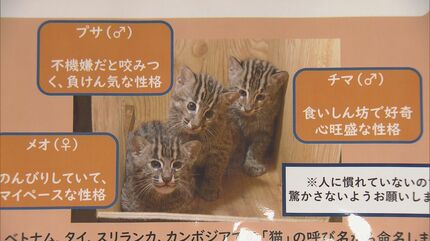 めっちゃかわいい！」 三重・鳥羽水族館でスナドリネコの赤ちゃん一般