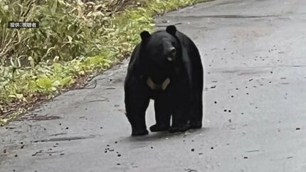 国道102号で撮影の『クマ』こちらを見つめて… すでに10件の目撃情報