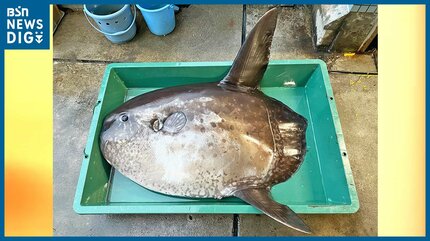 新潟市の海で『ヤリマンボウ』漂着 ⇒ 状態も良く“冷蔵標本”として