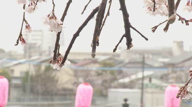 樹齢200年の「大原大しだれ桜」枝10本が切断される被害　大分・日田市|TBS NEWS DIG