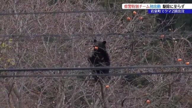 岩泉町の住宅敷地内に2日続けてクマ出没 岩手県警のクマ特別チーム初出動も駆除には至らず 岩手|TBS NEWS DIG