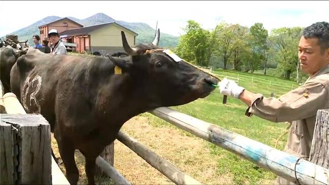 肉牛も乳牛も「歩くことで足腰が丈夫に」標高1300mの笹ヶ峰放牧場で10月下旬まで70頭放牧 新潟・妙高市|TBS NEWS DIG