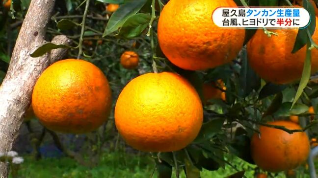 屋久島のタンカン生産量 例年の半分程度の見通し 台風、蛾、ヒヨドリ被害で 鹿児島|TBS NEWS DIG