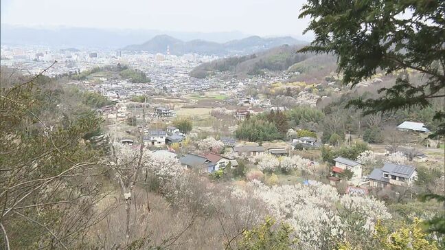 「全部花、本当に最高」福島の桃源郷・花見山に春の訪れ　まもなく桜も…|TBS NEWS DIG