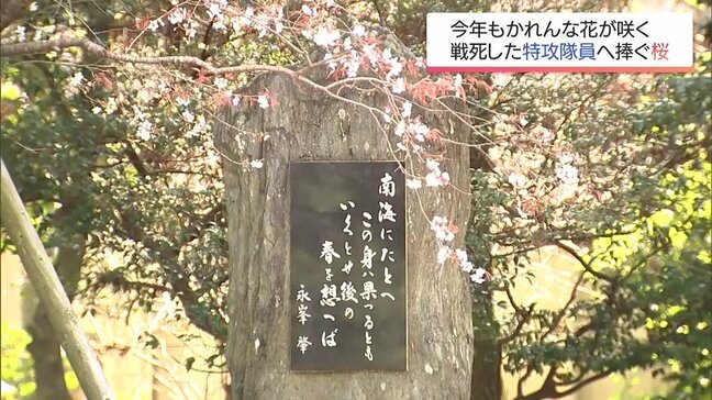 特攻で戦死した息子をしのぶ桜 今年も可憐な花を咲かせる|TBS NEWS DIG
