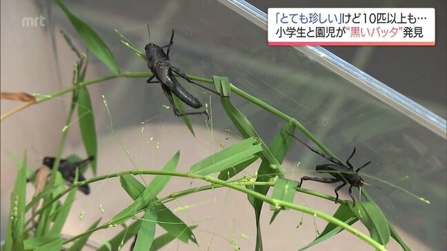 全身"真っ黒"なバッタ　小2と4歳の兄妹が10匹以上も捕獲　専門家「これだけいっぱいいるのは初めて見た」|TBS NEWS DIG