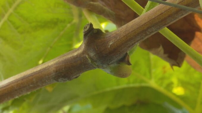 シャインマスカットなど　合わせて約370房が畑から盗まれる　警察が捜査|TBS NEWS DIG