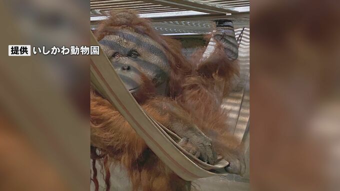 絶滅危惧種のボルネオオランウータン 宮崎県からいしかわ動物園に　|　石川県のニュース｜MRO北陸放送