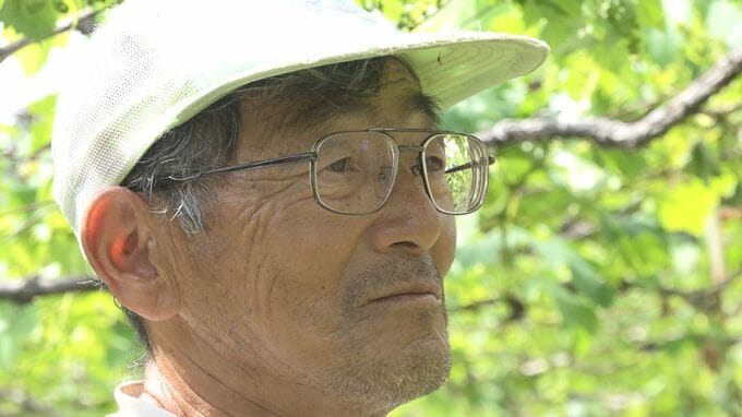 「皮も何も残さずクマと似た食べ方」ブドウ食い荒らす“犯人”は…富山で深刻な農業被害　|　富山のニュース｜天気・防災｜チューリップテレビ