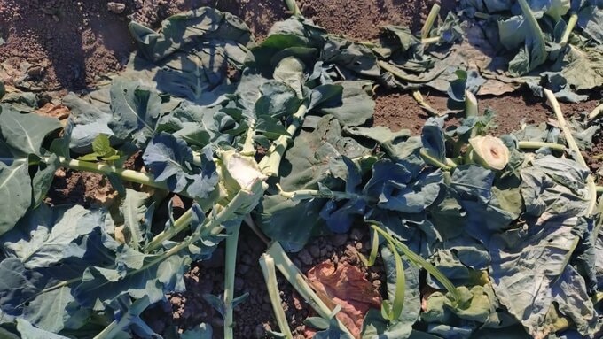 ４月に「指定野菜」に追加されたブロッコリー大量盗難被害　収穫期迎えた畑にはもぎ取られた跡が…１週間前にも60株被害　北海道江別市の農園|TBS NEWS DIG