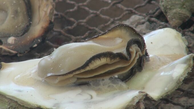 能登ガキを堪能 “かきまつり” 3年ぶりの開催PR　|　石川県のニュース｜MRO北陸放送