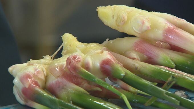 「畑の中でもやられてるようなところも多々見られる」記録的猛暑が特産「出西生姜」直撃…初出荷遅れる　|　BSSニュース | BSS山陰放送