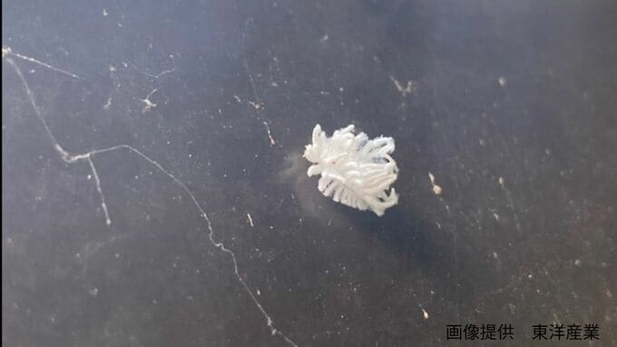 【ふわふわ綿毛がピョン！？】白いロウ物質をまとった不思議な生き物　外来種で「関東まで勢力拡大」2010年代半ば以降、西日本を中心に確認例が増加【チュウゴクアミガサハゴロモ】|TBS NEWS DIG