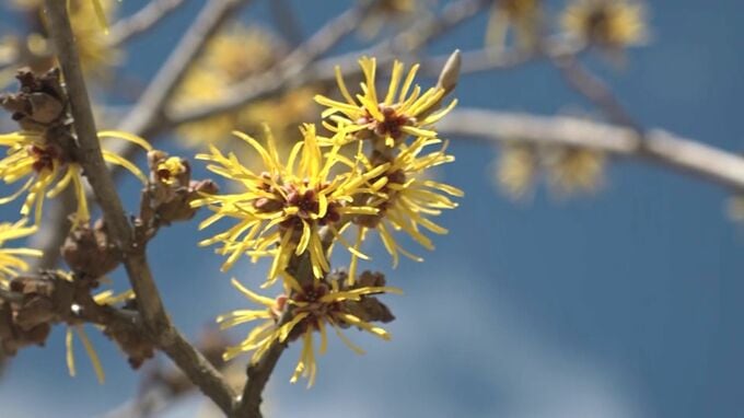 黄色い小さな花が青空に映える　飯田市でマンサクの花が見ごろ　名前の由来は「まず咲く」からとも言われる　長野|TBS NEWS DIG