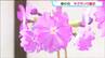 江戸時代から親しまれる“春の花”「サクラソウ展」 100品種以上が並ぶ　仙台・太白区　|　宮城のニュース│tbc NEWS│tbc東北放送