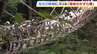 「心臓ばくばく」「怖かったけど楽しかった」水面からの高さは約14m！徳島・祖谷のかずら橋がにぎわう　|　MBSニュース | 関西の最新ニュースを分かりやすく。