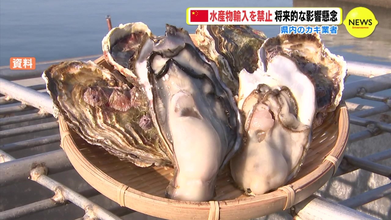 中国の水産物輸入禁止 広島県内のカキ業者は将来的な影響を懸念 処理水