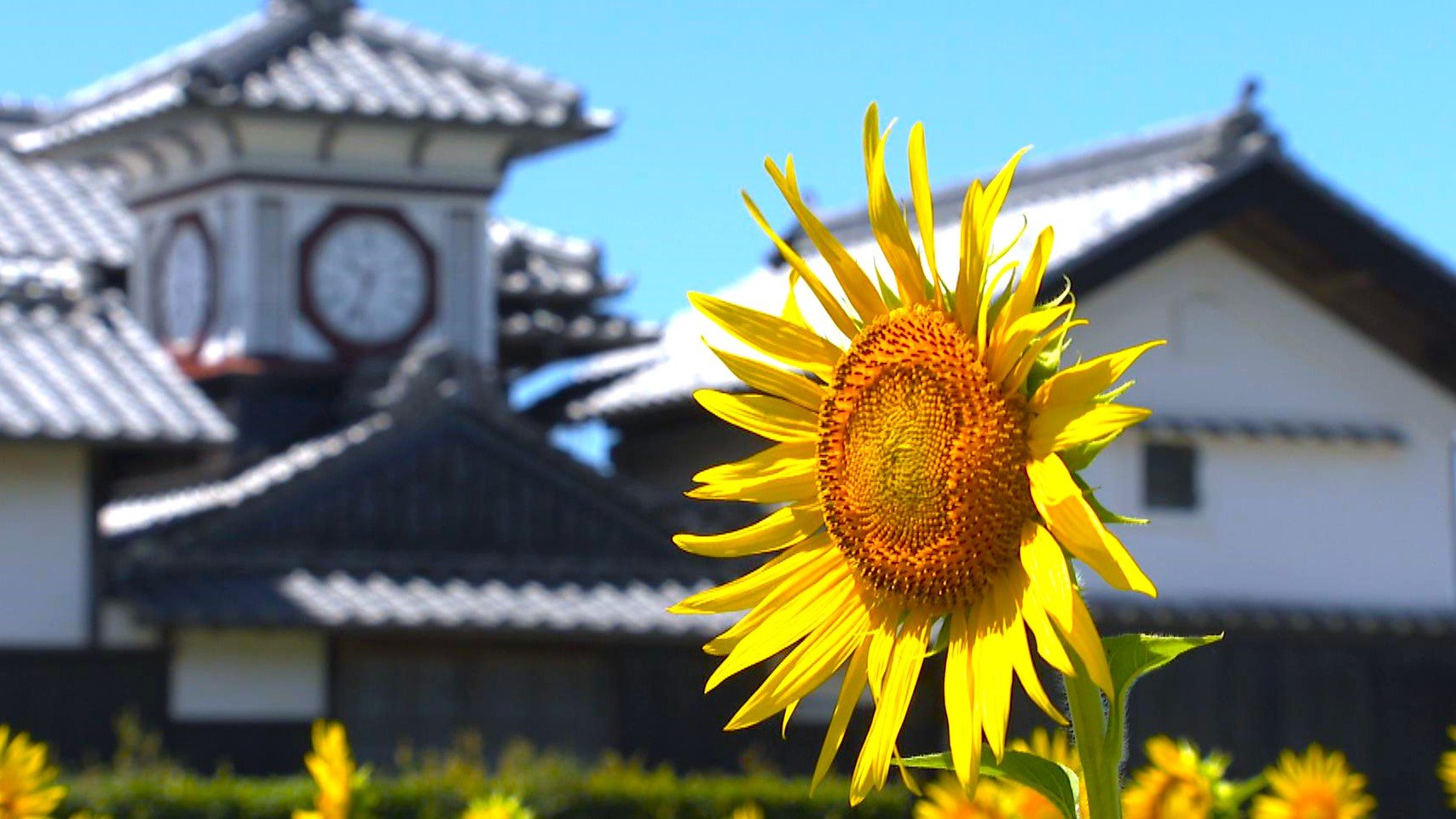 今年は最高の出来」青空のもと咲くヒマワリが見ごろ 明治時代の「野良