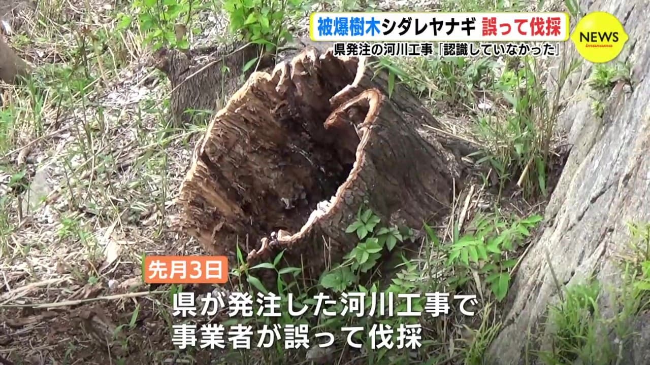 原爆に耐えた “被爆樹木” シダレヤナギ 誤って伐採 広島県発注の河川