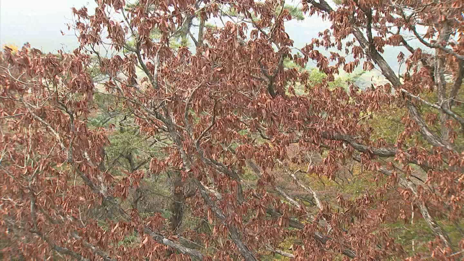 img_cff5ad43dc27a459a62a2070bd