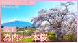 為内の一本桜と岩手山【JNN sakuraドローンDIG 2024】|TBS NEWS DIG