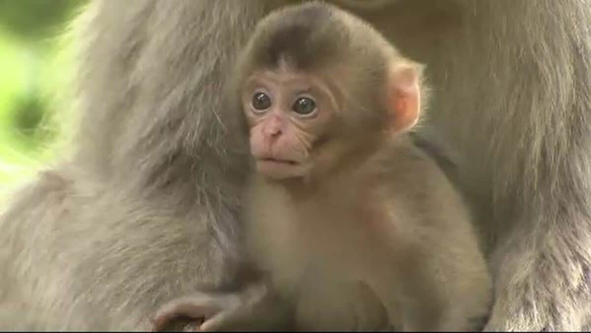 愛らしいしぐさが間近に スノーモンキーで知られる地獄谷野猿公苑で