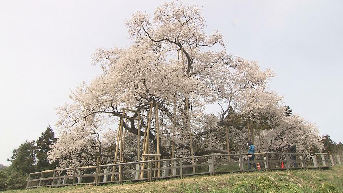桜花 第6章-4 桜花の試練 – Jokeido 情景堂