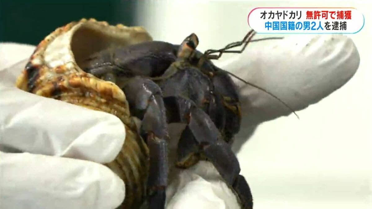 オカヤドカリ12.8キロ無許可で捕獲　中国籍の男2人逮捕　「採取禁止のヤドカリと知らなかった」容疑を一部否認