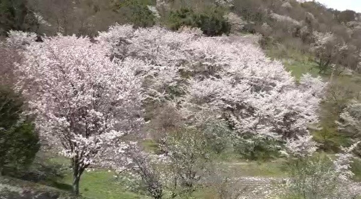 小鳥が種を運んで広がった…長野・池田町の桜仙峡で桜が見ごろ
