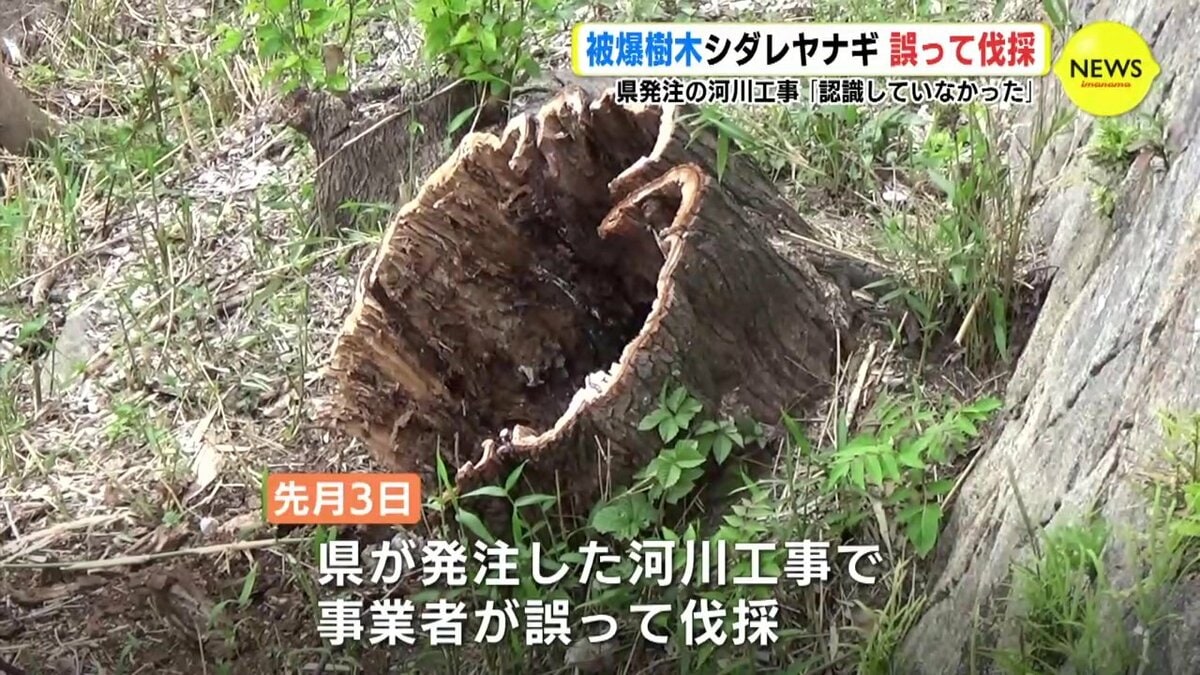 広島県巨樹調査 昭和57年 ヒロシマドキュメント 被爆80年］ 1957年11月 平和大通りで供