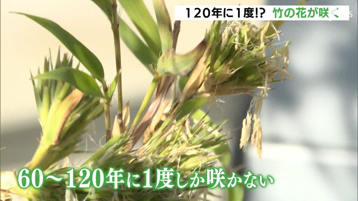 日本：120年ぶりに一種の竹が開花しようとしているが、大惨事になる可能性がある