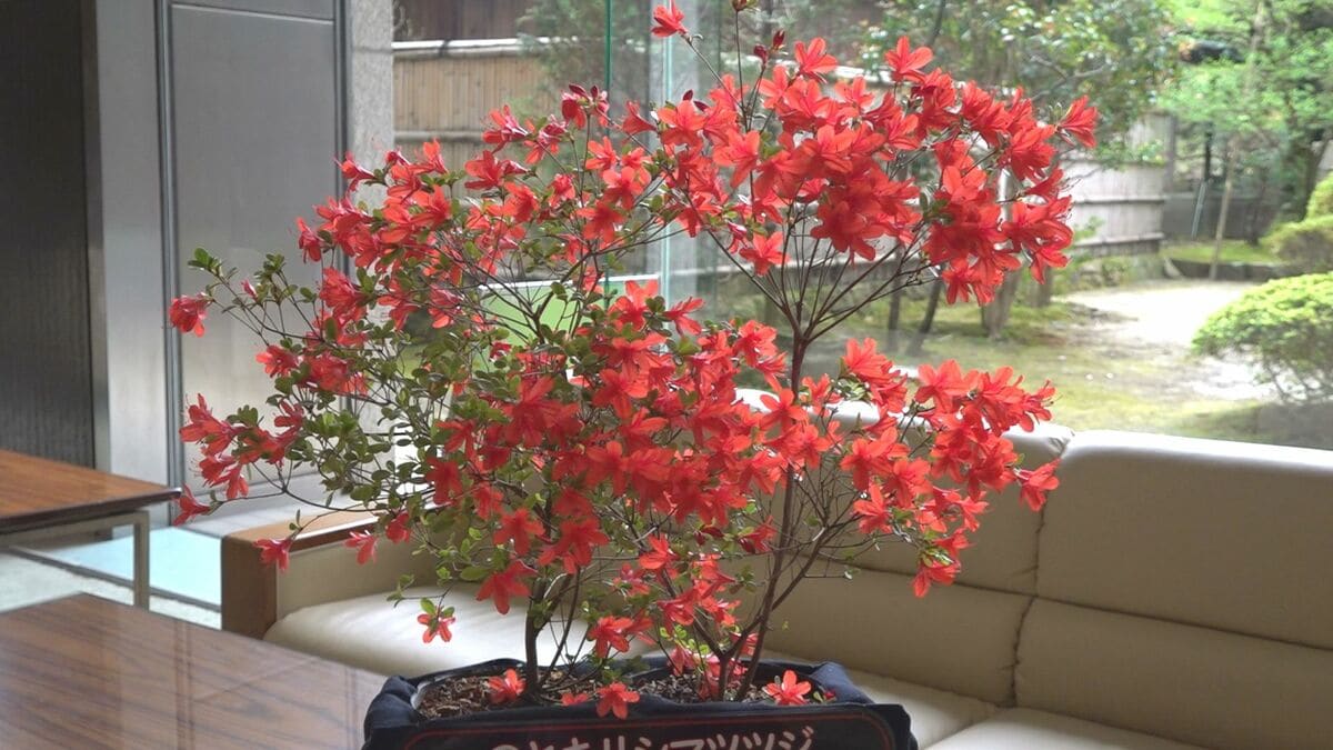 燃えるような深紅の花」のとキリシマツツジ・個人宅の庭でも公開 石川