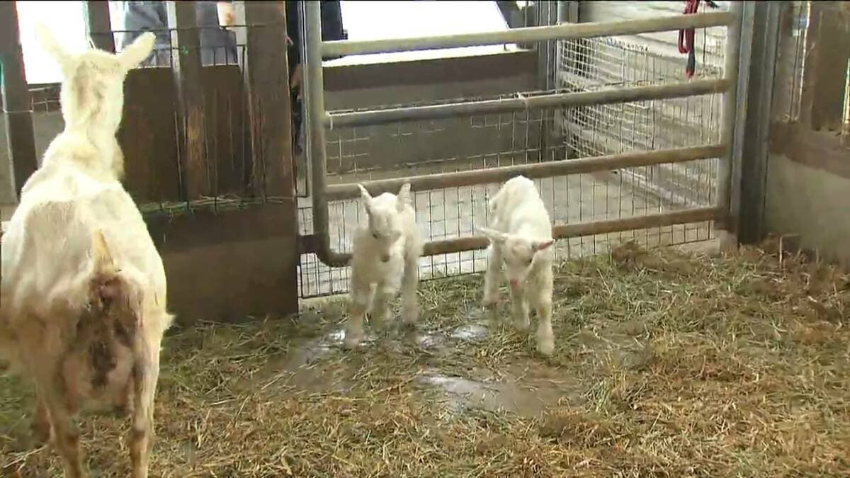 サムネイル_「口でぱくぱくしていたけど歯がなくて食べられなかった」　双子のヤギの赤ちゃんが魅了！ヤギやヒツジがベビーラッシュ　新潟・南区