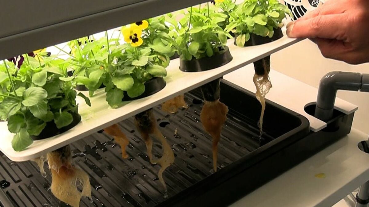 高校に魚の陸上養殖と水耕栽培を組み合わせた「アクアポニックス」を導入　次世代の農業見すえ【岡山】