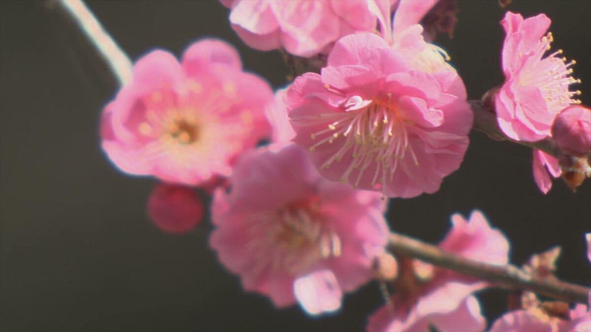 別名“花の寺”　境内で100本のウメが満開　参道を覆うように咲き訪れた人を楽しませる　甲州市・放光寺