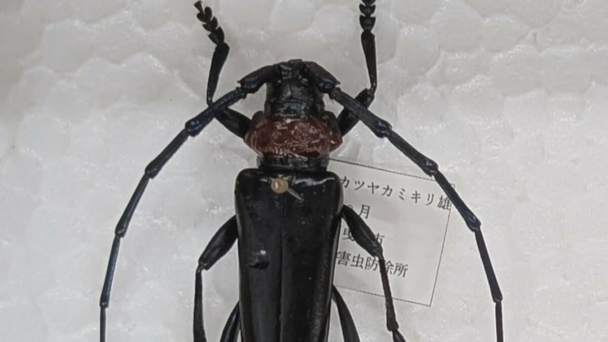 「非常に強い危機感」モモやスモモなどの木の内部を食い荒らす　クビアカツヤカミキリ　拡大防止で緊急対策会議　山梨